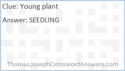 Young plant Answer